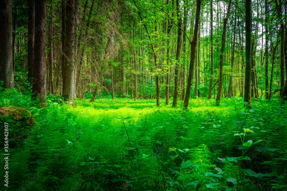 Fototapeta premium Perlbachtal mit Farnen und Wäldern in der nähe von Mitterfels im Bayerischen Wald