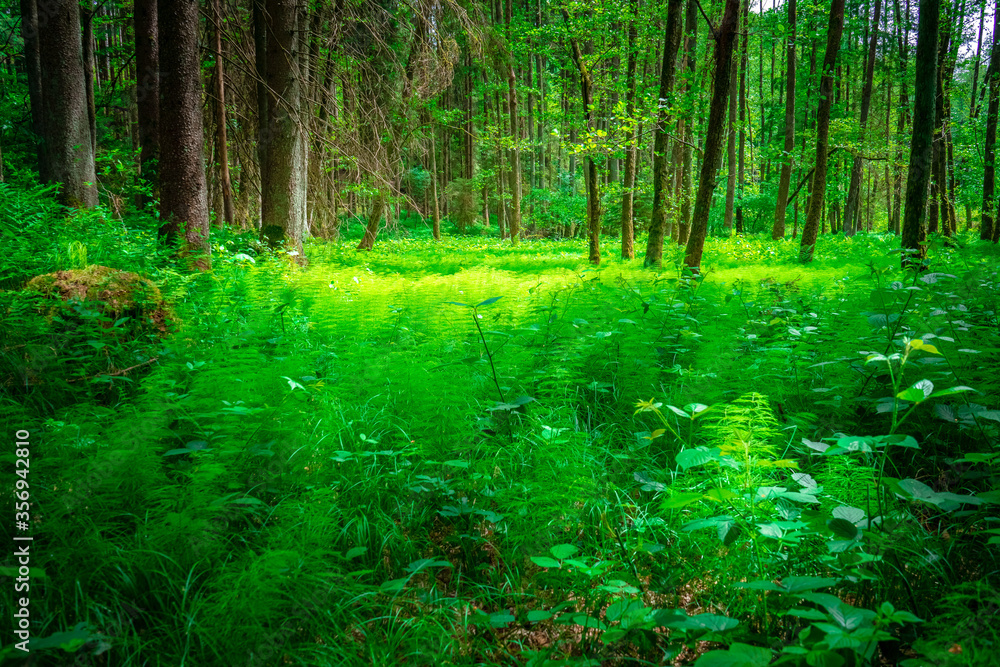 Fototapeta premium Perlbachtal mit Farnen und Wäldern in der nähe von Mitterfels im Bayerischen Wald