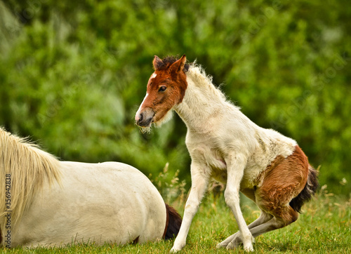 A pretty and cute skewbald foal  white and brown   of an Icelandic horse is trying to get up from the green meadow  very clumsy