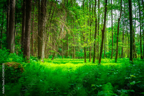 Fototapeta Naklejka Na Ścianę i Meble -  Perlbachtal mit Farnen und Wäldern in der nähe von Mitterfels im Bayerischen Wald
