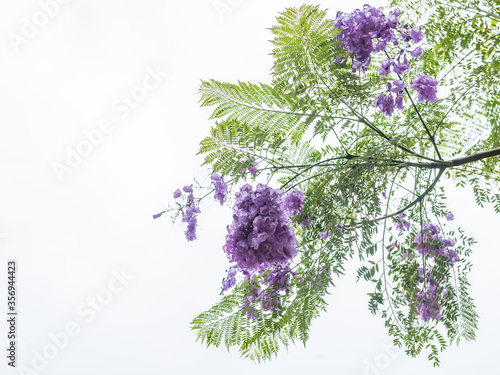 Purple jacaranda flowers against bright white sky