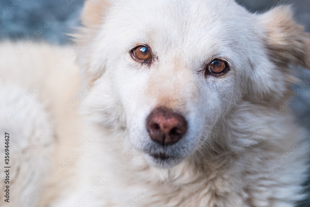 Close-up of a curious white dog looking at us Close-up of a curious white dog looking at us