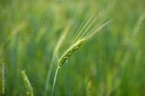 Spikelets of young green rye. Rye is raw material for flour