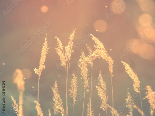 Flies over reeds at sunset