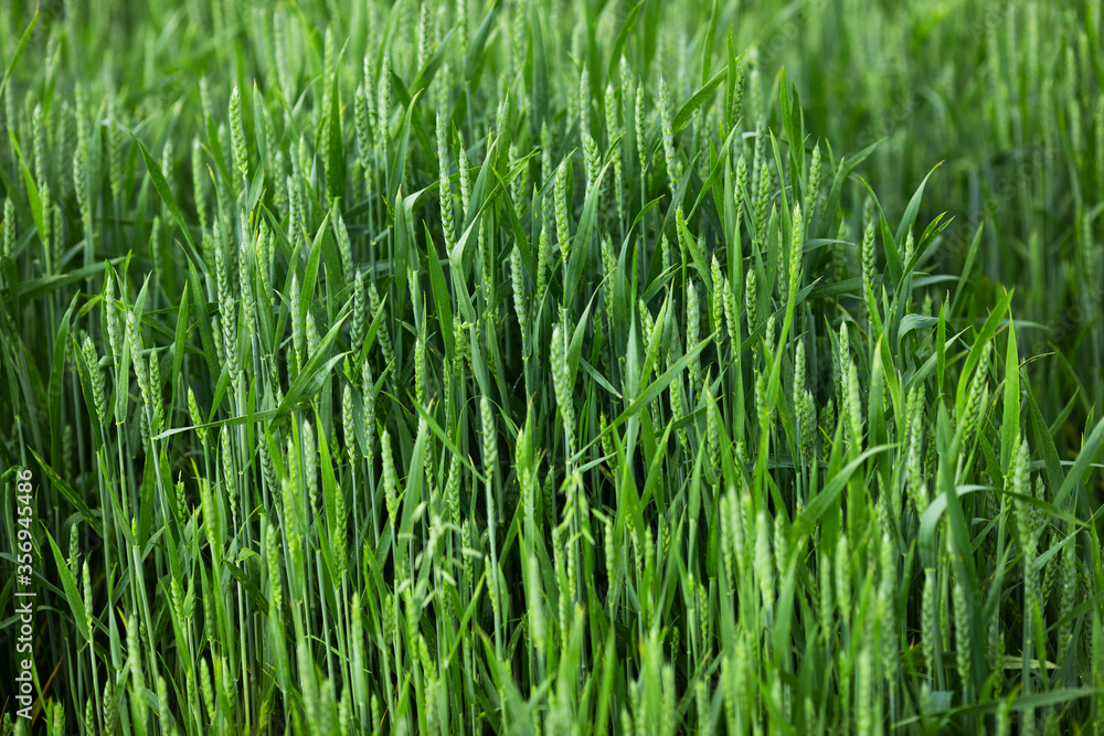 Green field of young cereals. Wheat growth on the farm. Pest control Green field of young cereals. Wheat growth on the farm. Pest control