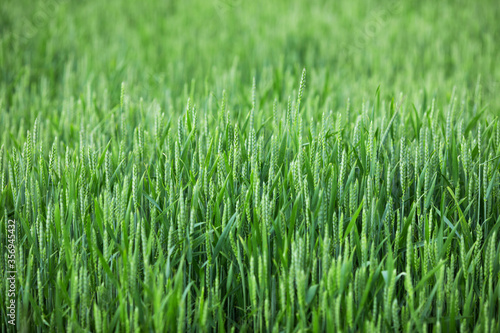 Field of green young wheat. Breeding of new varieties of cereals