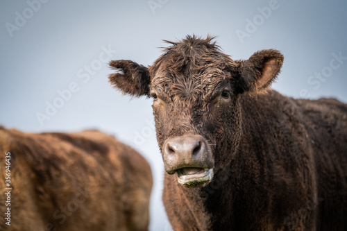 Cows grazing in a field photo