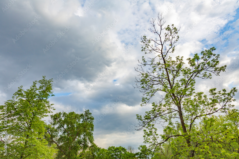 Dramatic sky with clouds before a thunderstorm and tree branches Dramatic sky with clouds before a thunderstorm and tree branches