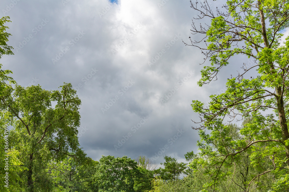 Obraz premium Dramatic sky with clouds before a thunderstorm and tree branches