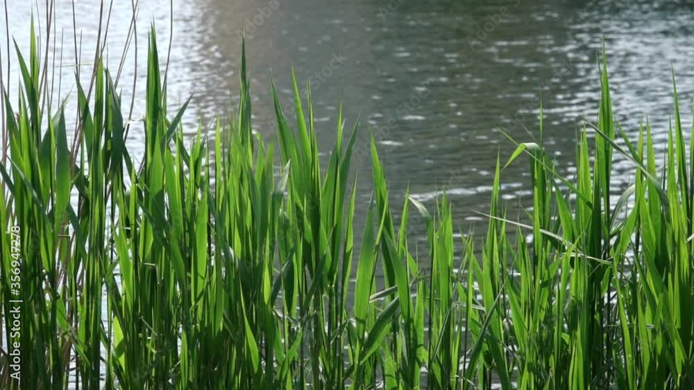 Green leaves of reeds at the pond Green leaves of reeds at the pond