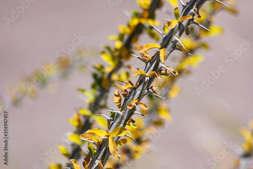 Yellow ocotillo thorns closeup 