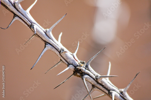 Ocotillo thorns closeup 