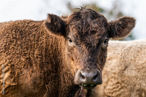 Cows grazing in a field photo