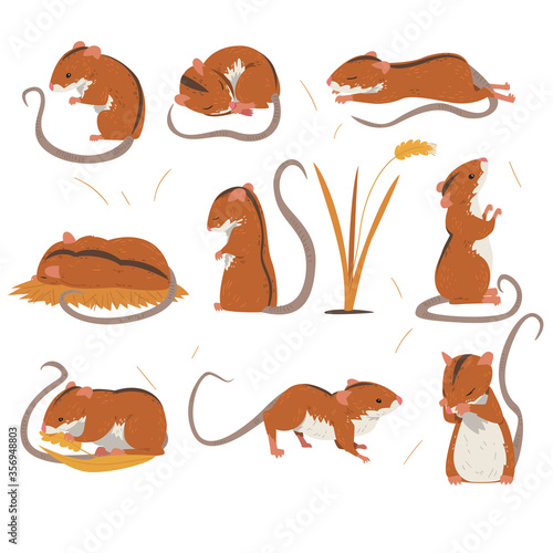 Field Mouse Collection, Cute Red Rodent Animal with Black Stripe on Its Back in Various Poses Vector Illustration