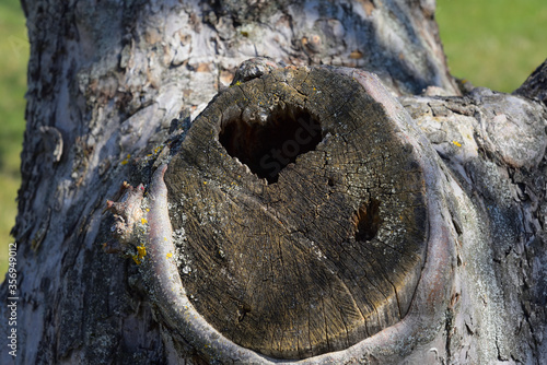 A hollow in a tree in the form of a heart