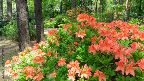 Flowering season of rhododendrons in a botanical garden in spring. Deciduous bush of Japanese rhododendron with salmon flowers in the coniferous forest. Beautiful orange azalea in bloom among pines.