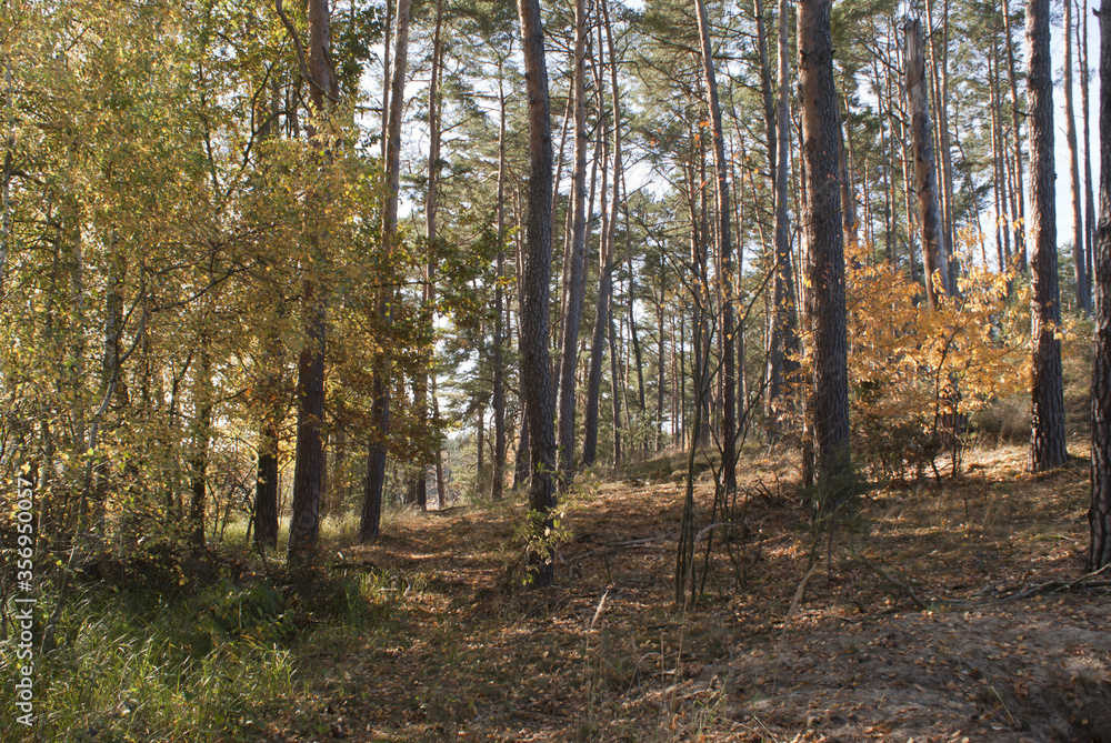 autumn in the forest