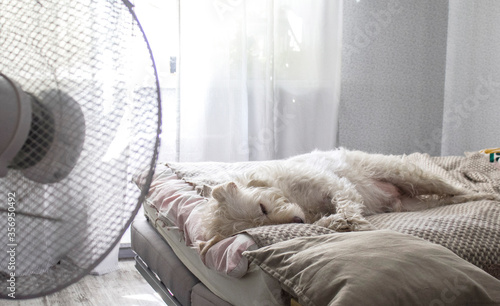 A white dog sleeps on the master bed in the cool wind from the fan. Hot summer and Pets.
