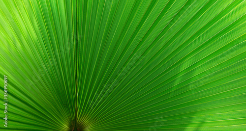 Tropical background for banners  invitations  advertising and posts. Washingtonia palm trees  leaves macro photo with copy space.