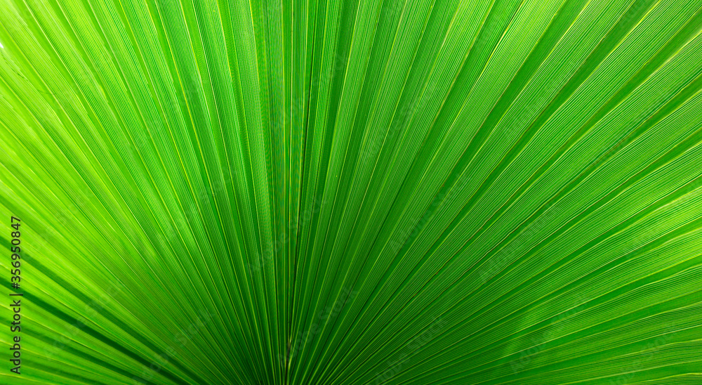 Exotic background with a green Washingtonia palm tree pleated leaf. Tropical summer palm leaf background for banners, invitations and advertising for spa, massage and beauty saloons. Exotic background with a green Washingtonia palm tree pleated leaf. Tropical summer palm leaf background for banners, invitations and advertising for spa, massage and beauty saloons.
