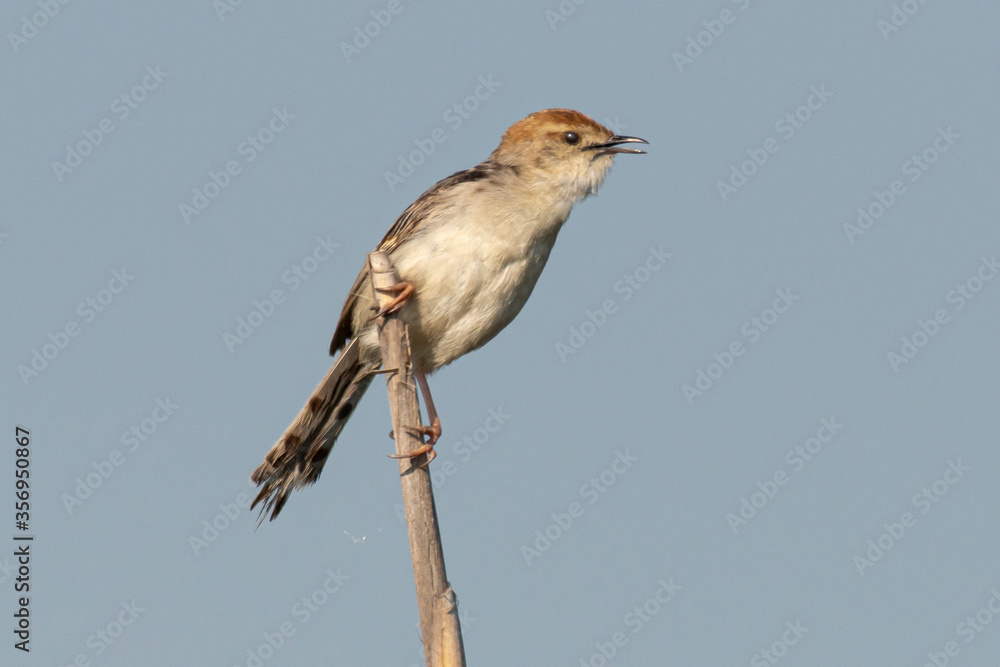 Cisticole à sonnette,.Cisticola tinniens, Levaillant's Cisticola Cisticole à sonnette,.Cisticola tinniens, Levaillant's Cisticola