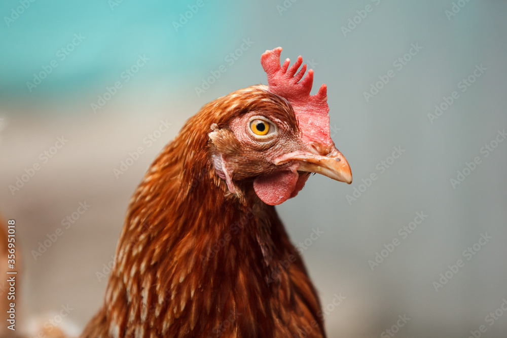 Hen in the farm. Agricultural concept about poultry and agriculture