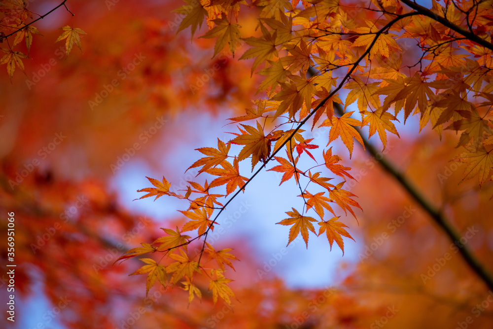 Autumn leaves vibrant red and orange background or banner Autumn leaves vibrant red and orange background or banner