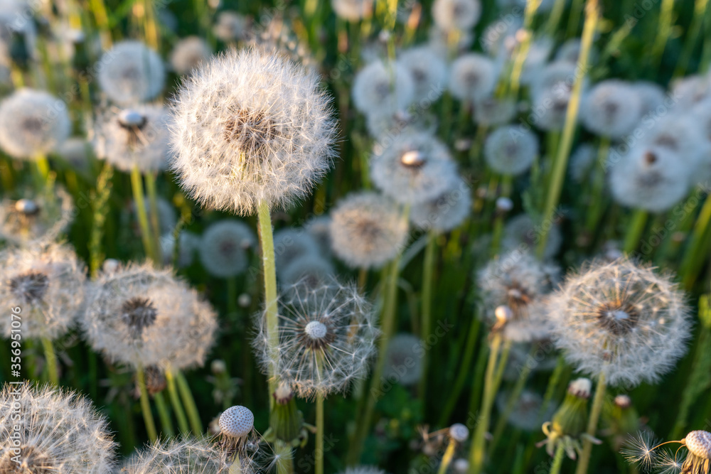 Field with white fluffy dandelions. blowball