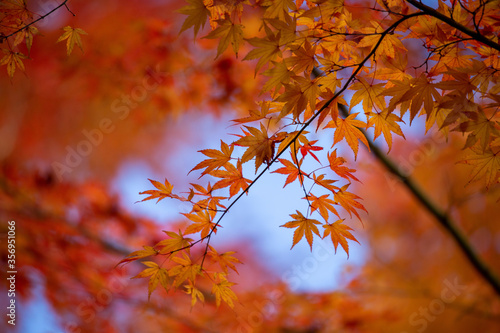 Autumn leaves vibrant red and orange background or banner