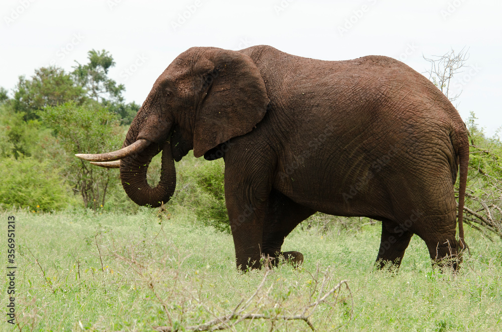 Fototapeta premium Eléphant d'Afrique, Loxodonta africana, Parc national Kruger, Afrique du Sud