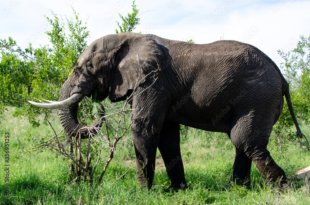 Fototapeta premium Eléphant d'Afrique, Loxodonta africana, Parc national Kruger, Afrique du Sud