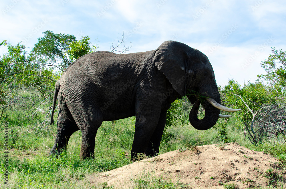 Fototapeta premium Eléphant d'Afrique, Loxodonta africana, Parc national Kruger, Afrique du Sud