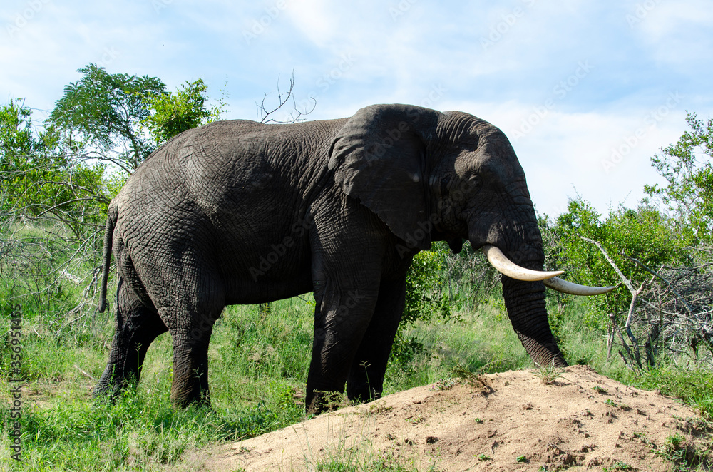 Fototapeta premium Eléphant d'Afrique, Loxodonta africana, Parc national Kruger, Afrique du Sud