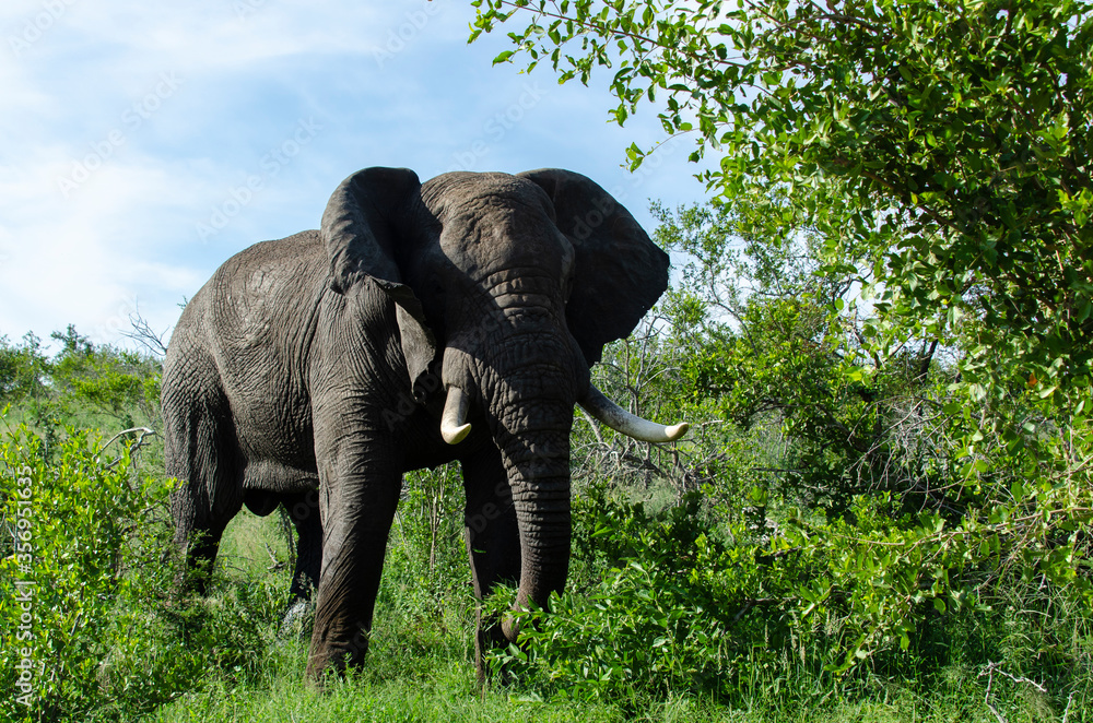 Fototapeta premium Eléphant d'Afrique, Loxodonta africana, Parc national Kruger, Afrique du Sud