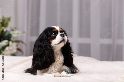 King charles spaniel sits indoor at studio