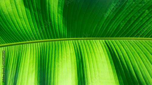 Banana leaves close-up bright tropical green background with copy space. Summer design template with exotic leaves. Large veined banana leaf texture with cell structure.