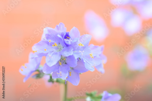 lilac flowers on a blue background © Евгений Дорохин