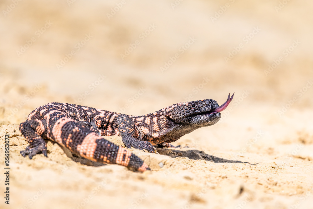 Lizard Gila Monster( Heloderma suspectum) north america. Lizard Gila Monster( Heloderma suspectum) north america.