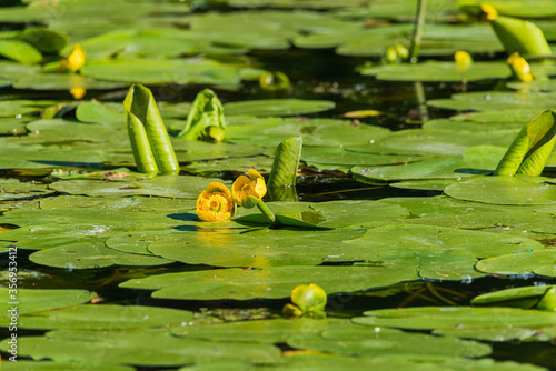 Cuadro en lienzo Yellow water-lily, flower closeup on a background of green leaves