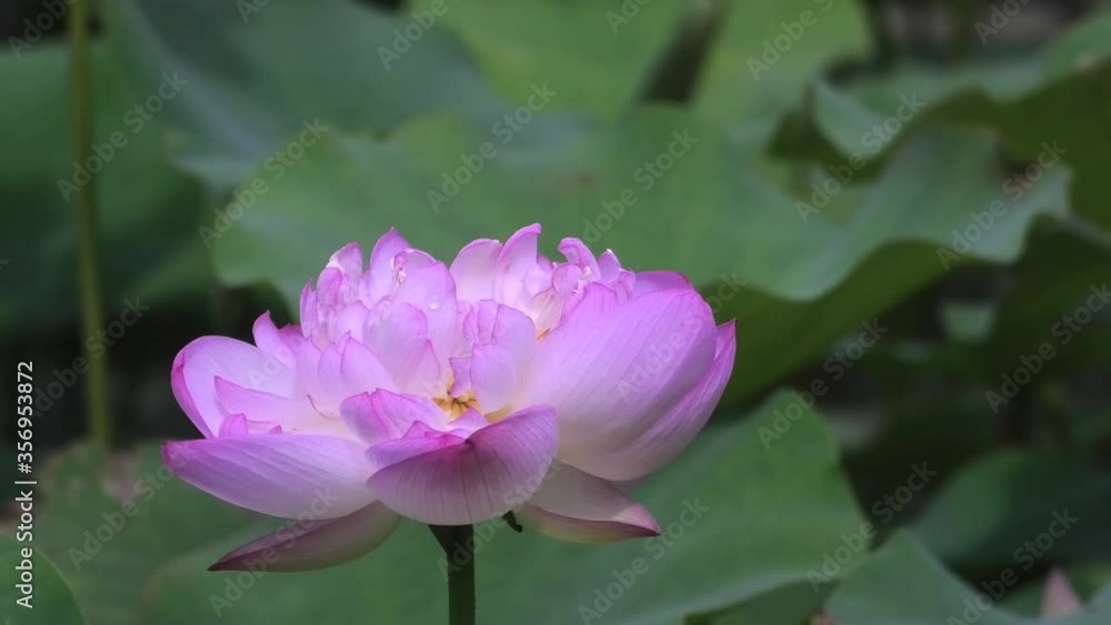 公園の池に咲く蓮の花