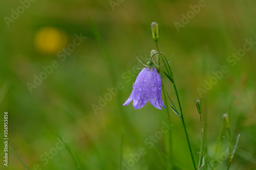 Zwerg-Glockenblume (Campanula cochleariifolia)	
 photo