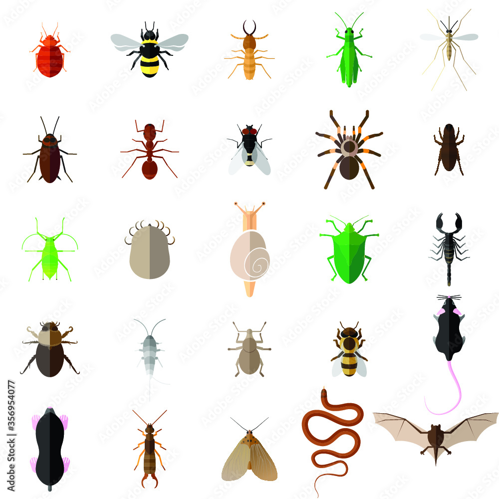 collection of insects collection of insects