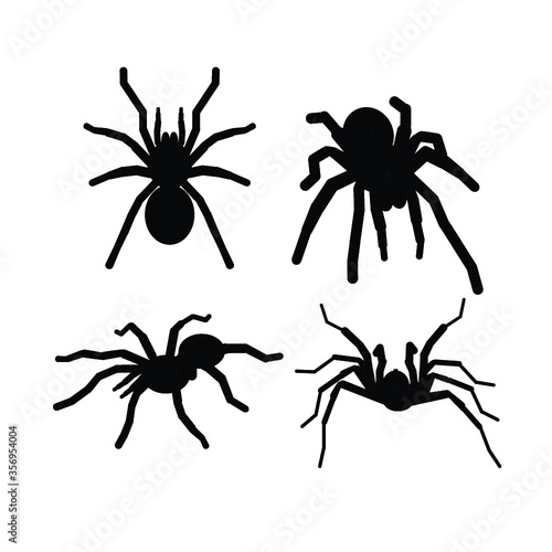 black spider isolated on white background