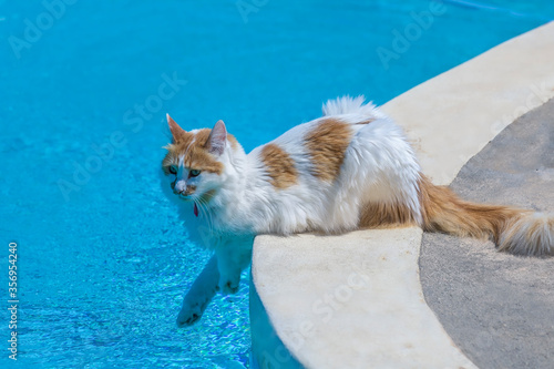 Cat sitting beside edge Of swimming pool. Stock photo.