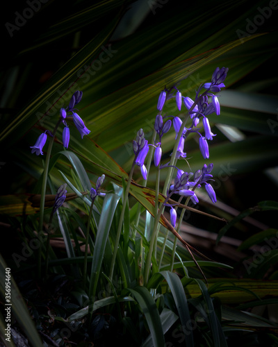 Bluebells in spring © Robert