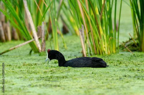 Foulque caronculée, .Fulica cristata, Red knobbed Coot photo