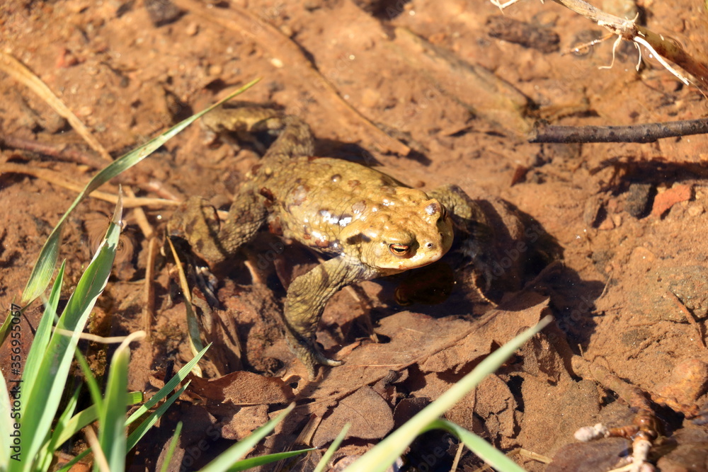 Fototapeta premium Common toad or European toad, Bufo bufo, in shallow water