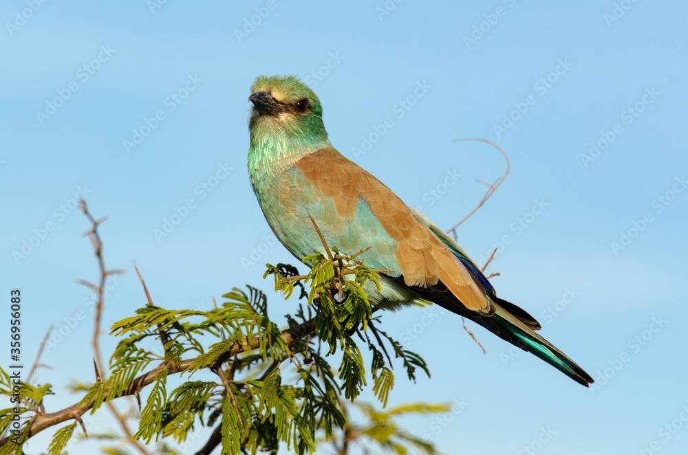 Rollier d'Europe,.Coracias garrulus, European Roller Rollier d'Europe,.Coracias garrulus, European Roller