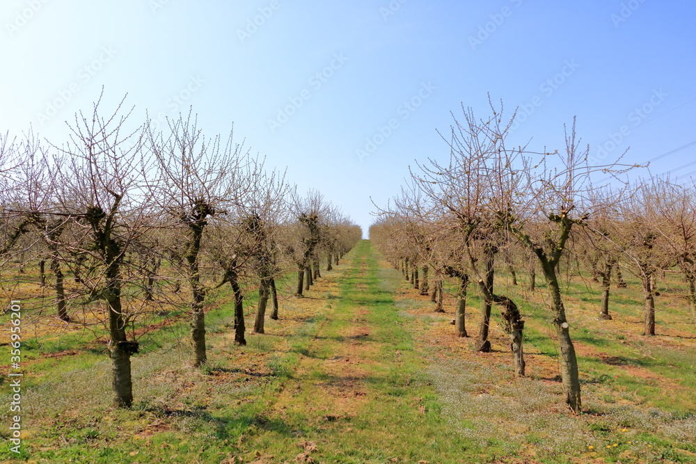 Cherry trees plantation in spring time