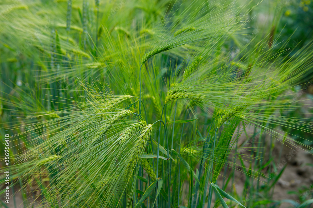 green wheat field green wheat field